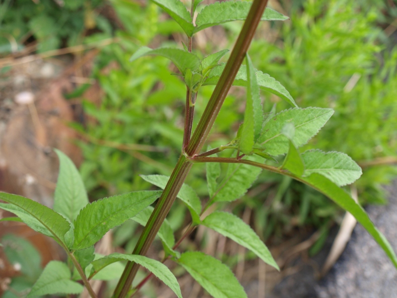 Asteracea - Bidens sp